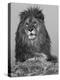 African Lion, Bozeman, Montana, USA-Joe & Mary Ann McDonald-Premier Image Canvas