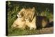 African Lion Cubs-Mary Ann McDonald-Premier Image Canvas