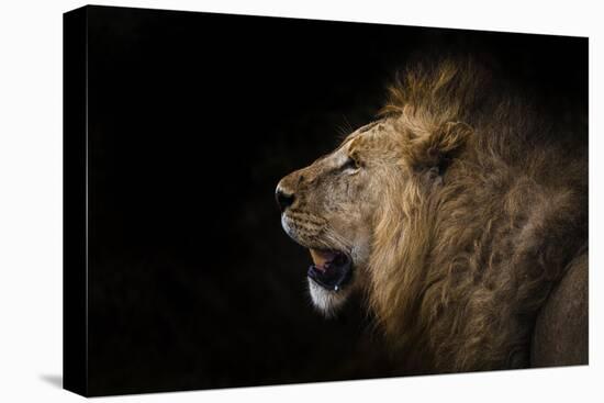 African lion in shadow (Leo panthera), Ngorongoro Crater, Tanzania, East Africa, Africa-Ashley Morgan-Premier Image Canvas