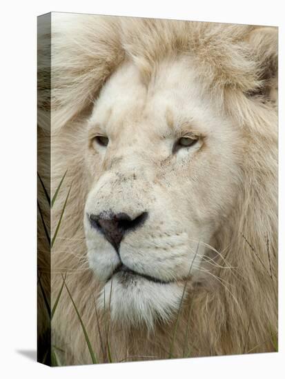 African Lion, Inkwenkwezi Private Game Reserve, East London, South Africa-Cindy Miller Hopkins-Premier Image Canvas