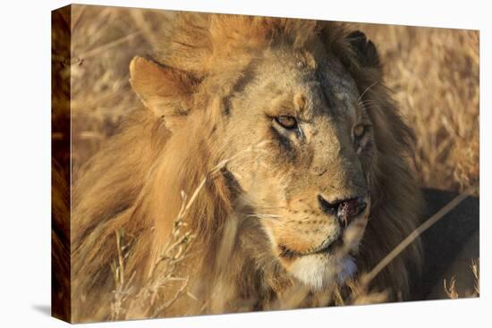 African lion (Leo panthera), Serengeti National Park, Tanzania, East Africa, Africa-Ashley Morgan-Premier Image Canvas