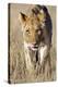 African Lion Male Juvenile-Tony Camacho-Premier Image Canvas