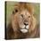 African Lion Male-null-Premier Image Canvas