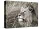 African lion, Masai Mara, Kenya-Frank Krahmer-Stretched Canvas