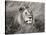 African lion, Masai Mara, Kenya-Frank Krahmer-Stretched Canvas