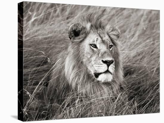 African lion, Masai Mara, Kenya-Frank Krahmer-Stretched Canvas