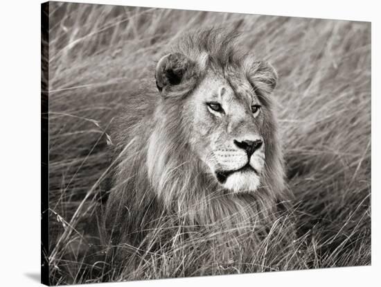 African lion, Masai Mara, Kenya-Frank Krahmer-Stretched Canvas