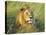 African lion, Masai Mara, Kenya-Frank Krahmer-Stretched Canvas