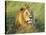 African lion, Masai Mara, Kenya-Frank Krahmer-Stretched Canvas