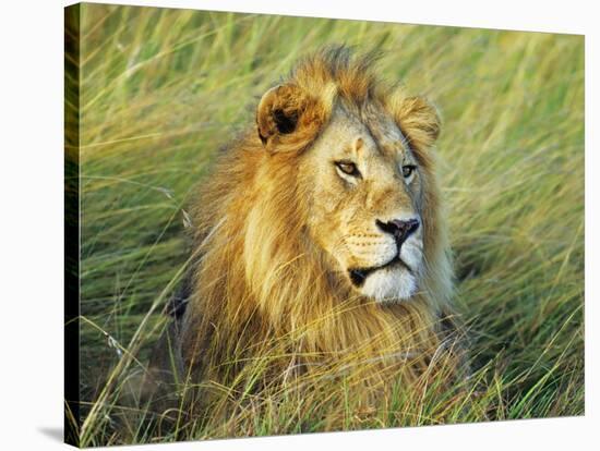 African lion, Masai Mara, Kenya-Frank Krahmer-Stretched Canvas