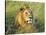African lion, Masai Mara, Kenya-Frank Krahmer-Stretched Canvas