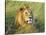 African lion, Masai Mara, Kenya-Frank Krahmer-Stretched Canvas