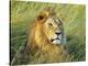 African lion, Masai Mara, Kenya-Frank Krahmer-Stretched Canvas