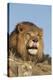 African Lion, Panthera Leo, African Savannah, Captive-Stuart Westmorland-Premier Image Canvas