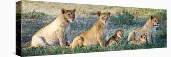 African Lion (Panthera Leo) Family in a Field, Ndutu, Ngorongoro Conservation Area, Tanzania-null-Stretched Canvas