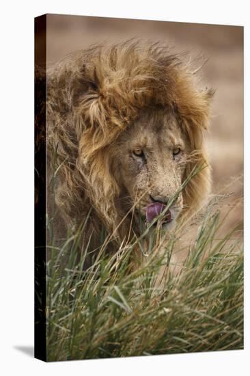 African lion (Panthera leo), Serengeti National Park, Tanzania, East Africa, Africa-Ashley Morgan-Premier Image Canvas