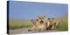 African Lion (Panthera Leo) Three Subadults Resting On The Road-Tony Heald-Premier Image Canvas