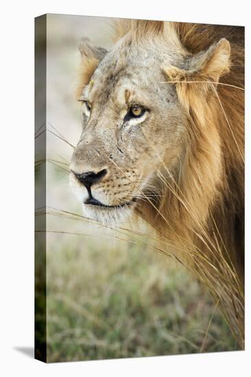 African Lion (Panthera Leo), Zambia, Africa-Janette Hill-Premier Image Canvas