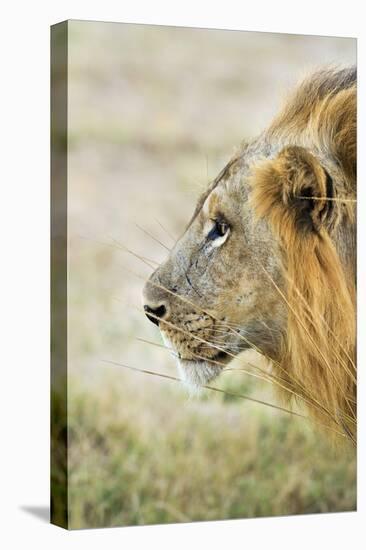 African Lion (Panthera Leo), Zambia, Africa-Janette Hill-Premier Image Canvas