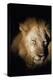 African Lion (Panthera Leo), Zambia, Africa-Janette Hill-Premier Image Canvas
