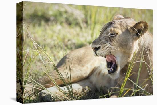 African Lion (Panthera Leo), Zambia, Africa-Janette Hill-Premier Image Canvas
