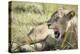 African Lion (Panthera Leo), Zambia, Africa-Janette Hill-Premier Image Canvas