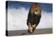 African Lion Running on Beach-DLILLC-Premier Image Canvas