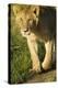 African Lion-Mary Ann McDonald-Premier Image Canvas