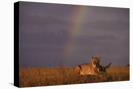 African Lioness and Rainbow-DLILLC-Premier Image Canvas