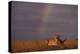 African Lioness and Rainbow-DLILLC-Premier Image Canvas