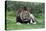 African Lions 002-Bob Langrish-Premier Image Canvas