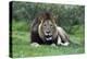 African Lions 002-Bob Langrish-Premier Image Canvas