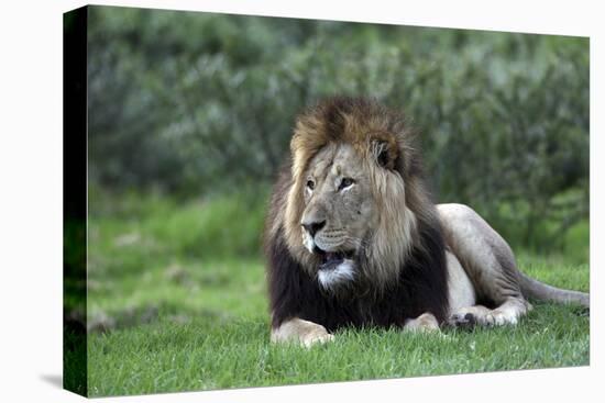 African Lions 003-Bob Langrish-Premier Image Canvas