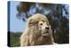 African Lions 010-Bob Langrish-Premier Image Canvas