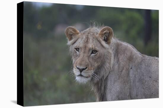 African Lions 022-Bob Langrish-Premier Image Canvas