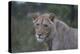 African Lions 022-Bob Langrish-Premier Image Canvas