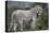 African Lions 044-Bob Langrish-Premier Image Canvas