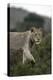 African Lions 045-Bob Langrish-Premier Image Canvas