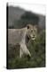 African Lions 045-Bob Langrish-Premier Image Canvas