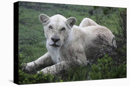 African Lions 071-Bob Langrish-Premier Image Canvas