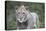 African Lions 100-Bob Langrish-Premier Image Canvas