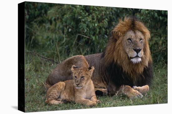 African Lions-DLILLC-Premier Image Canvas