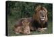 African Lions-DLILLC-Premier Image Canvas