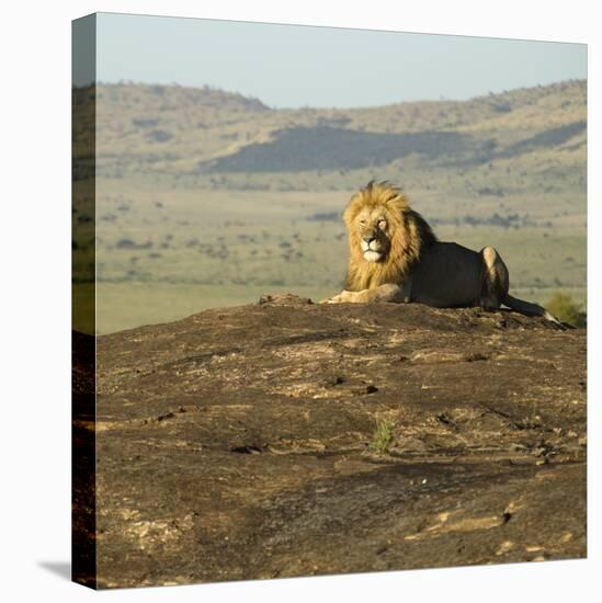 African Male Lion-Mary Ann McDonald-Premier Image Canvas