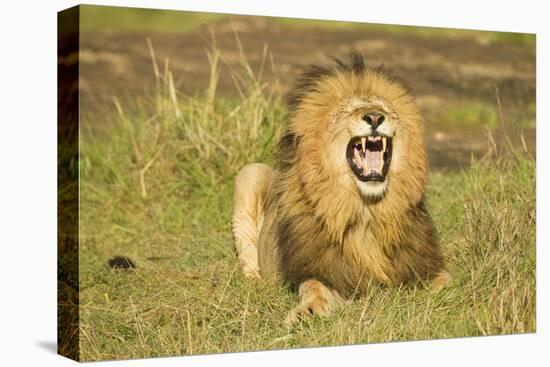 African Male Lion-Mary Ann McDonald-Premier Image Canvas