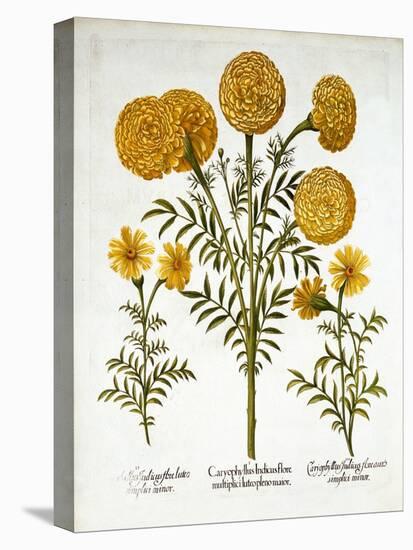 African Marigold and French Marigolds, from 'Hortus Eystettensis', by Basil Besler (1561-1629), Pub-German School-Premier Image Canvas