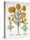 African Marigold and French Marigolds, from 'Hortus Eystettensis', by Basil Besler (1561-1629), Pub-German School-Premier Image Canvas