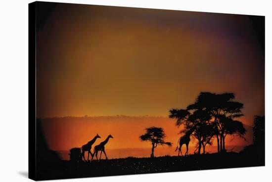 African Moonglow-Bobbie Goodrich-Stretched Canvas
