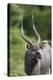 African Nyala 01-Bob Langrish-Premier Image Canvas