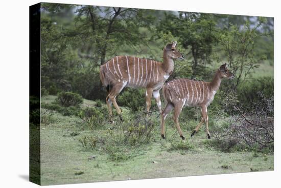 African Nyala 07-Bob Langrish-Premier Image Canvas